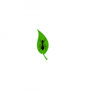 drawing of leaf with a black ant on it