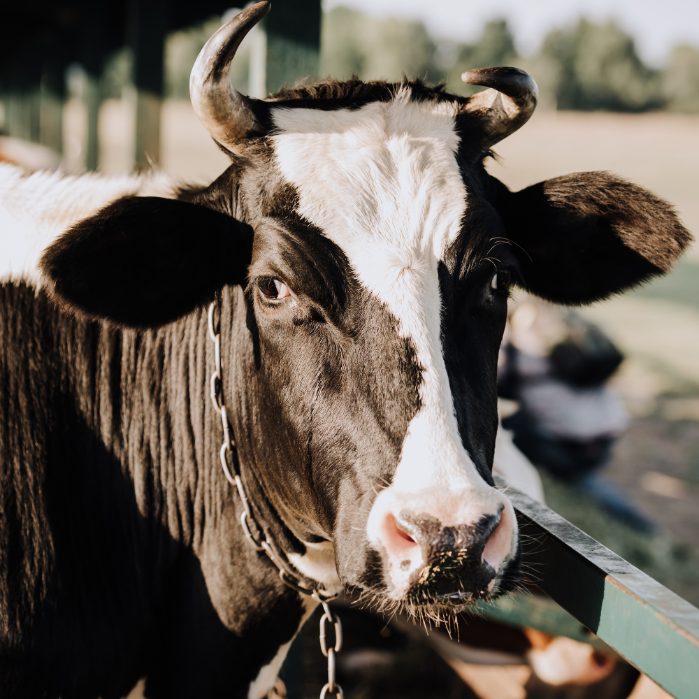 Image of a cow with horns