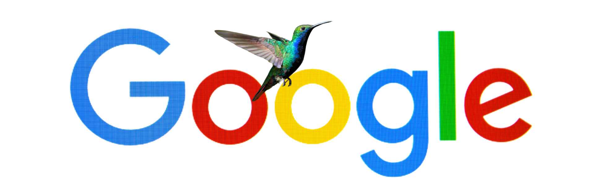 Google logo over a photo of a colorful hummingbird with a blurred background.